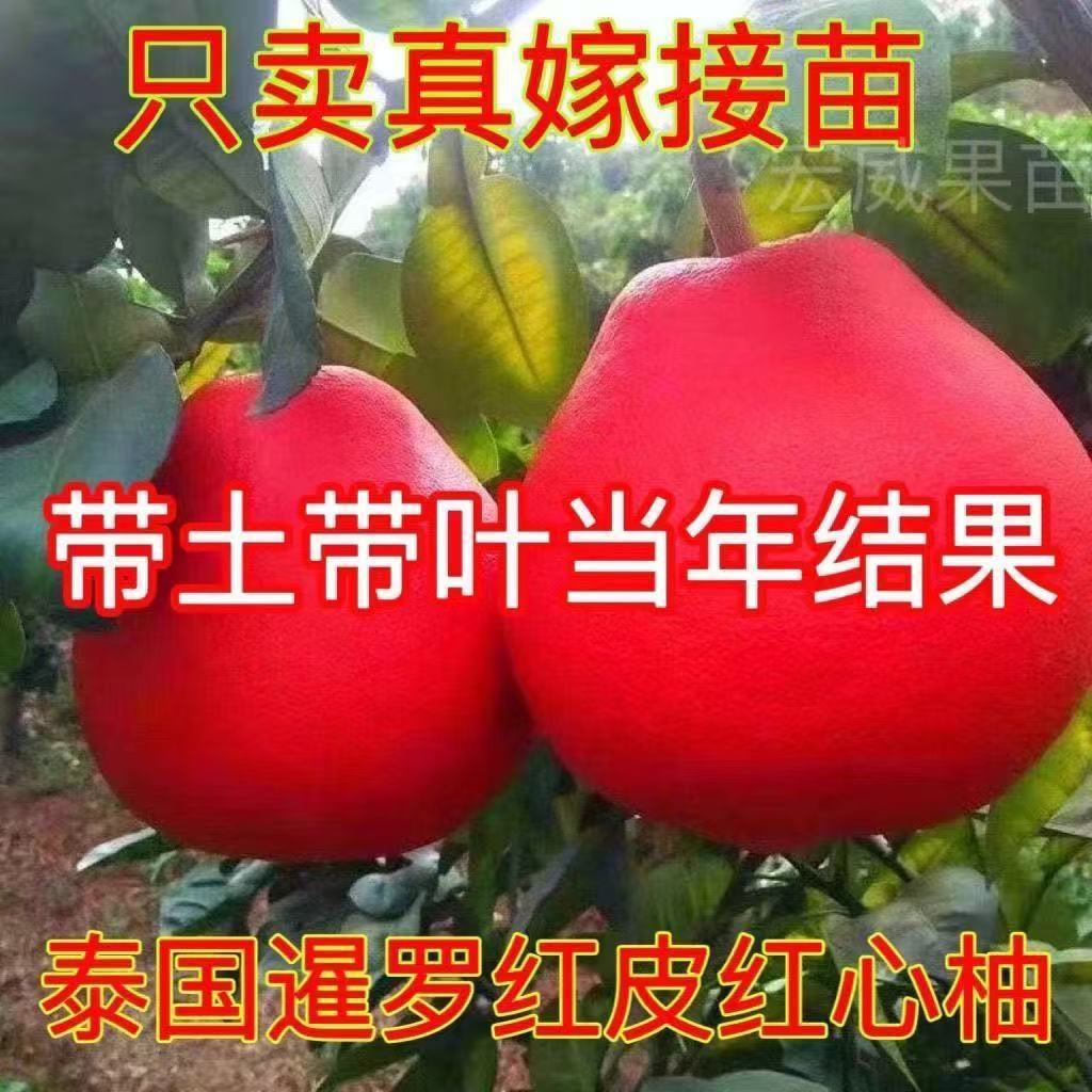 正宗红柚树苗 红皮红心柚子盆栽地栽 庭院 南北方种植