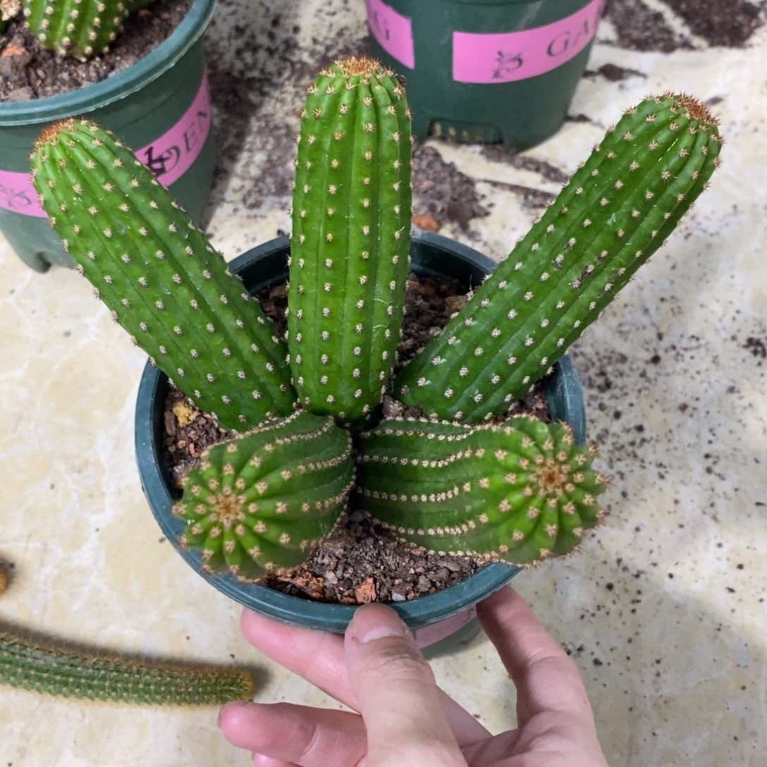 进口金妞金4群生一物一拍310