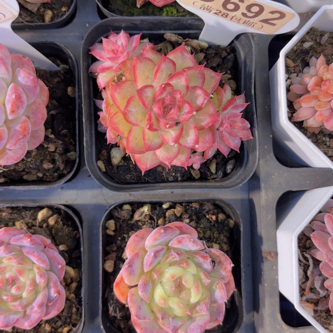 C692杂交一物语拍