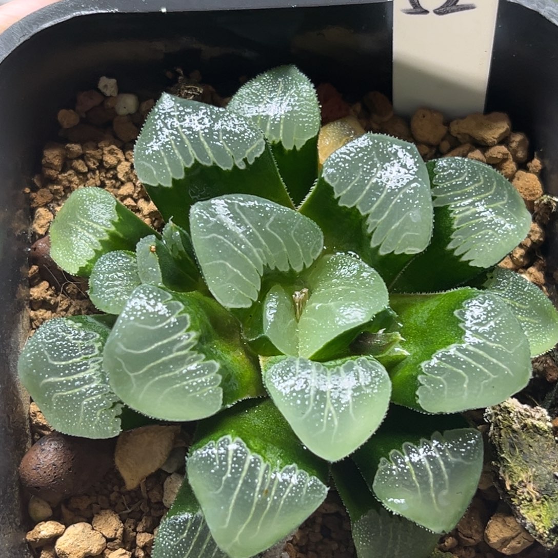 52贝叶克腹肌专场