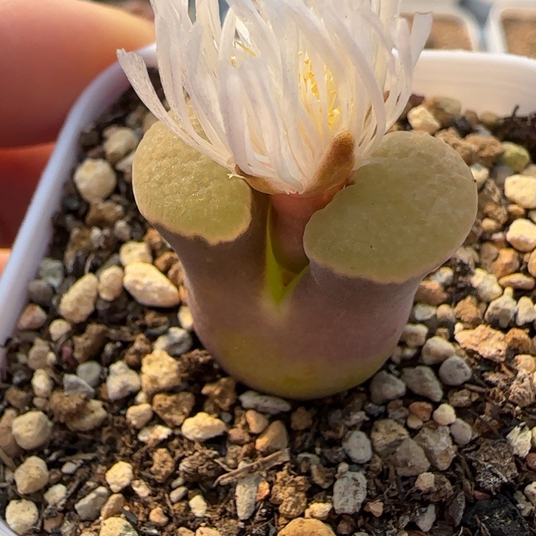 多肉植物外播十万磁铁9号