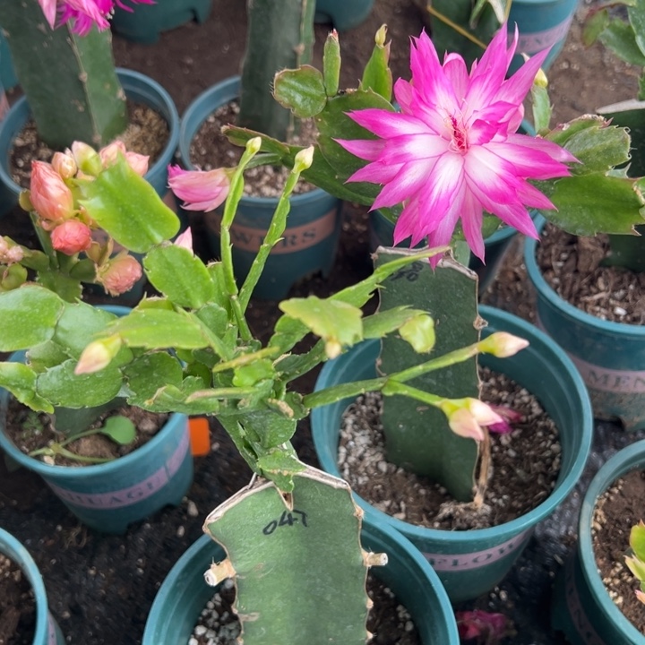 勿***我27号047紫色花朵000