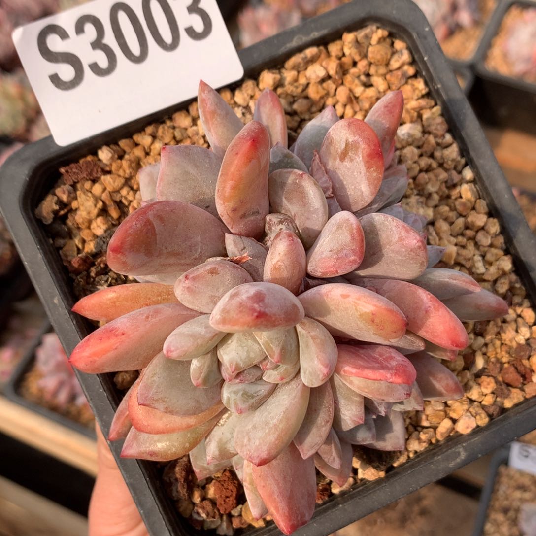 S3003 橙梦露老桩群生清仓 8头