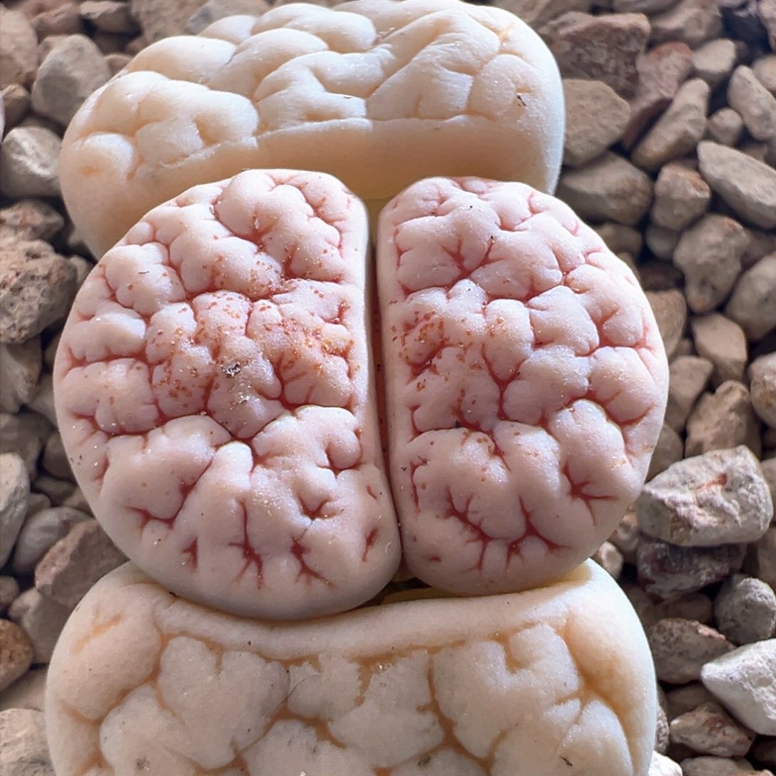 913。青蛙优选189。红纹奶白体