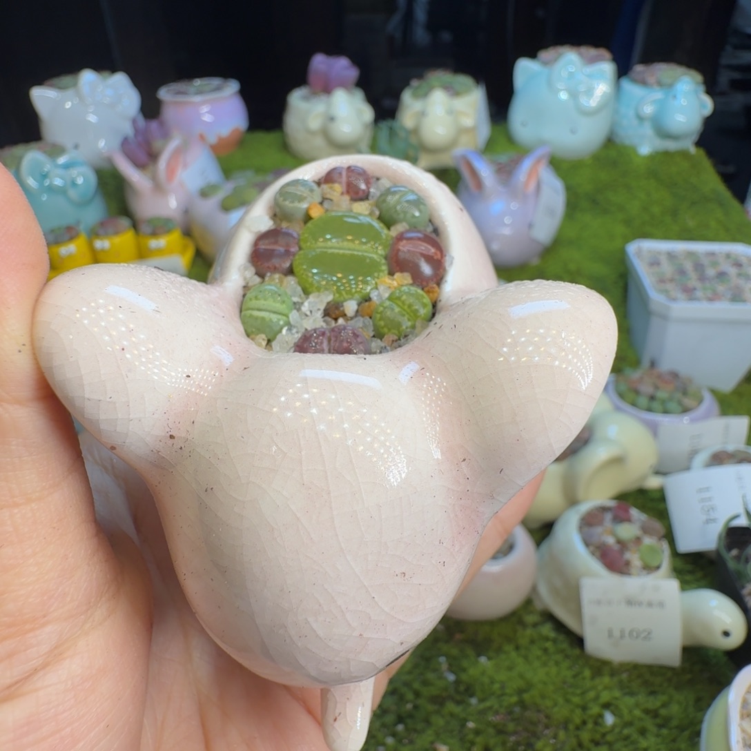 多肉植物福利价冲1156