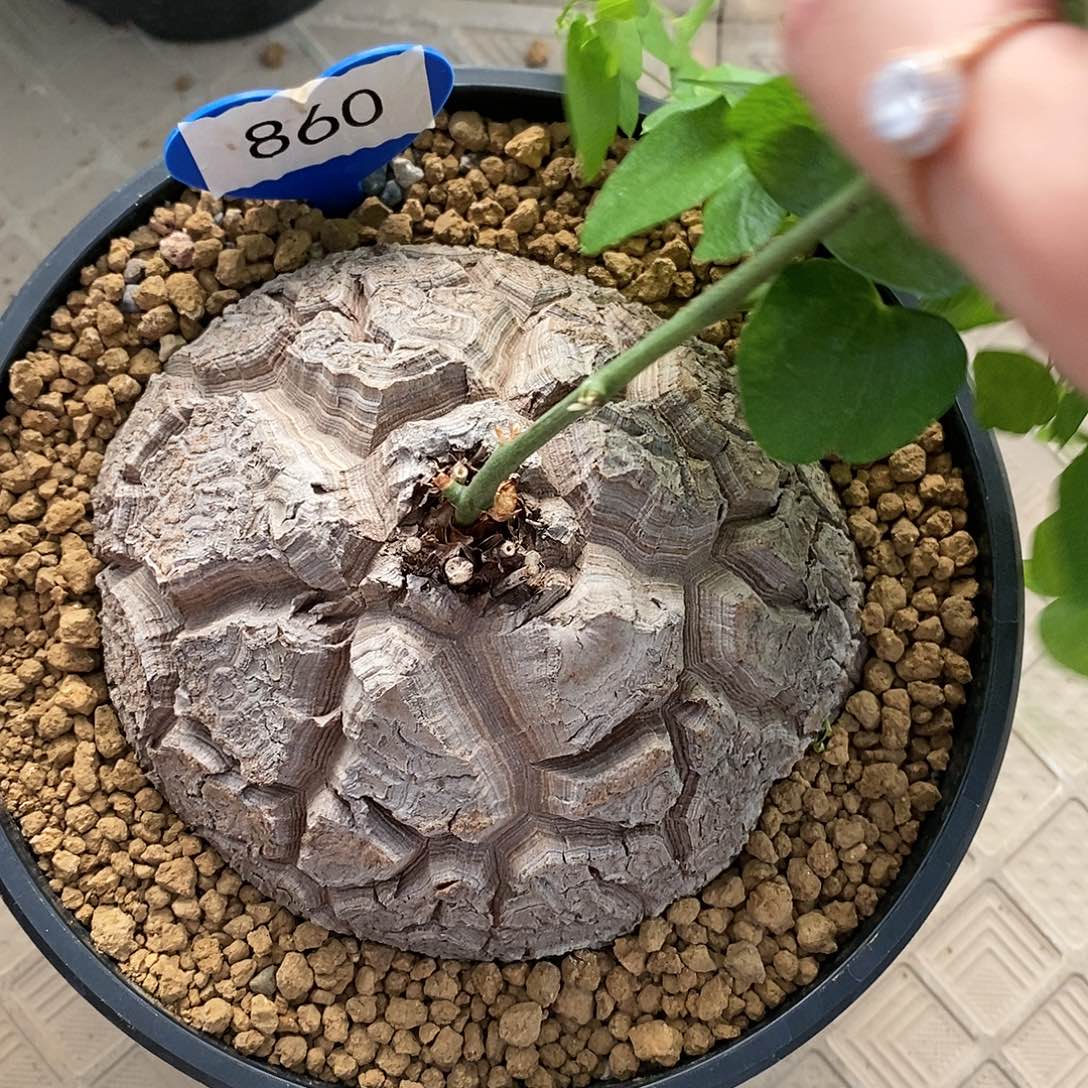 南非龟甲龙龟甲龙