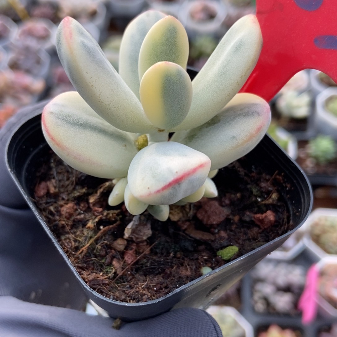 983福娘锦多肉植物