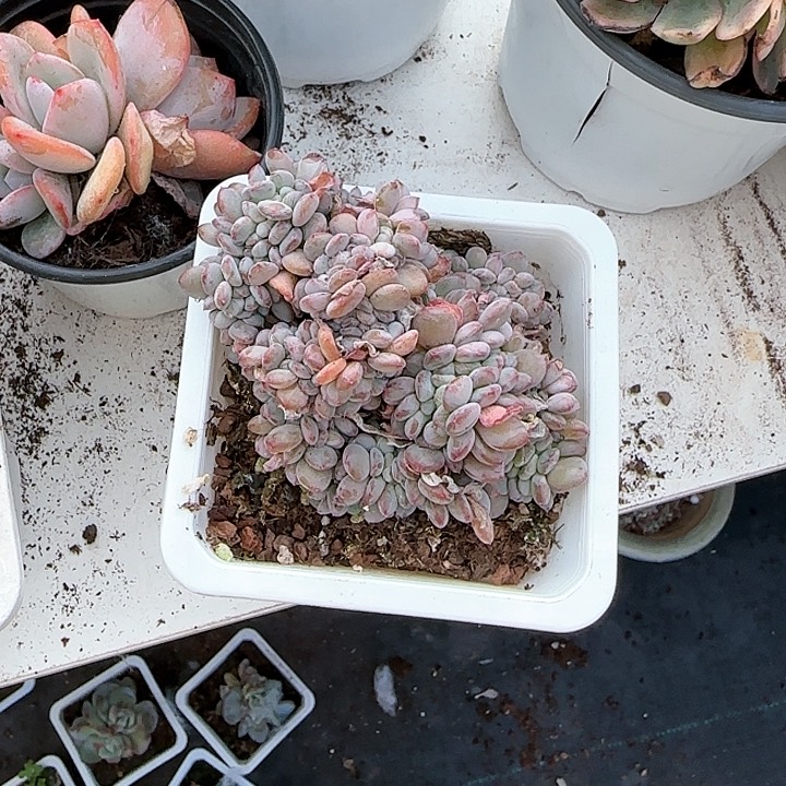 青蛙王子儿童牙膏111