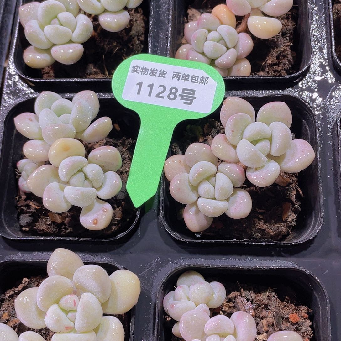 1128号 老桩丸叶飘枝泡泡糖2个