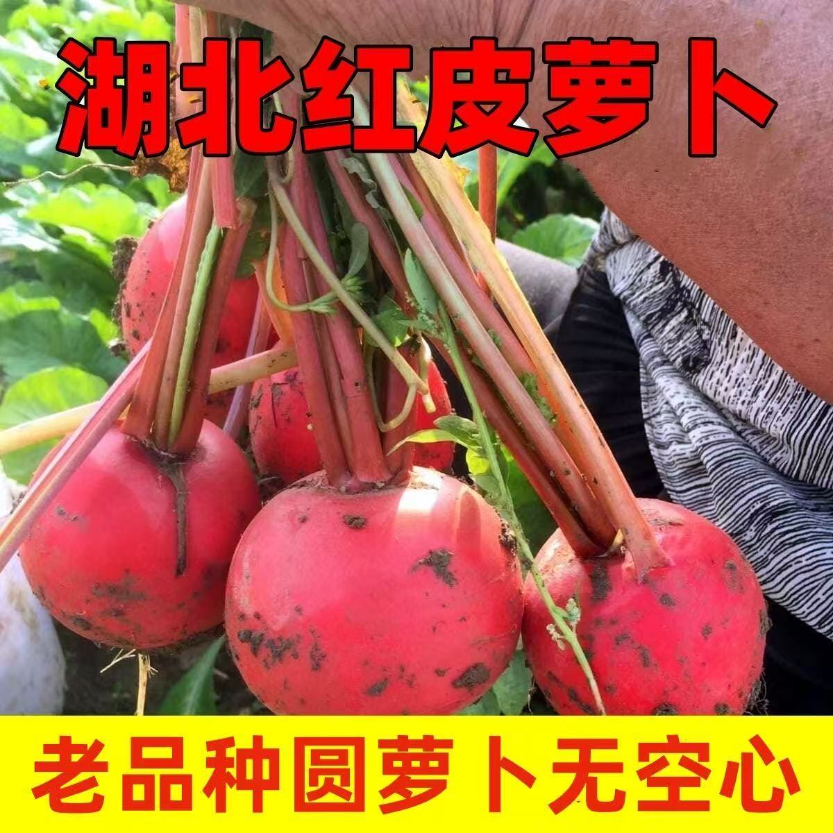 湖北京山永隆红萝卜新鲜带泥红皮白心