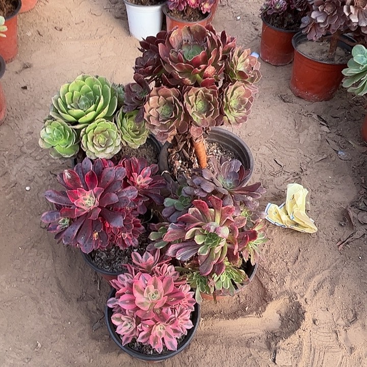 243多肉植物组合，