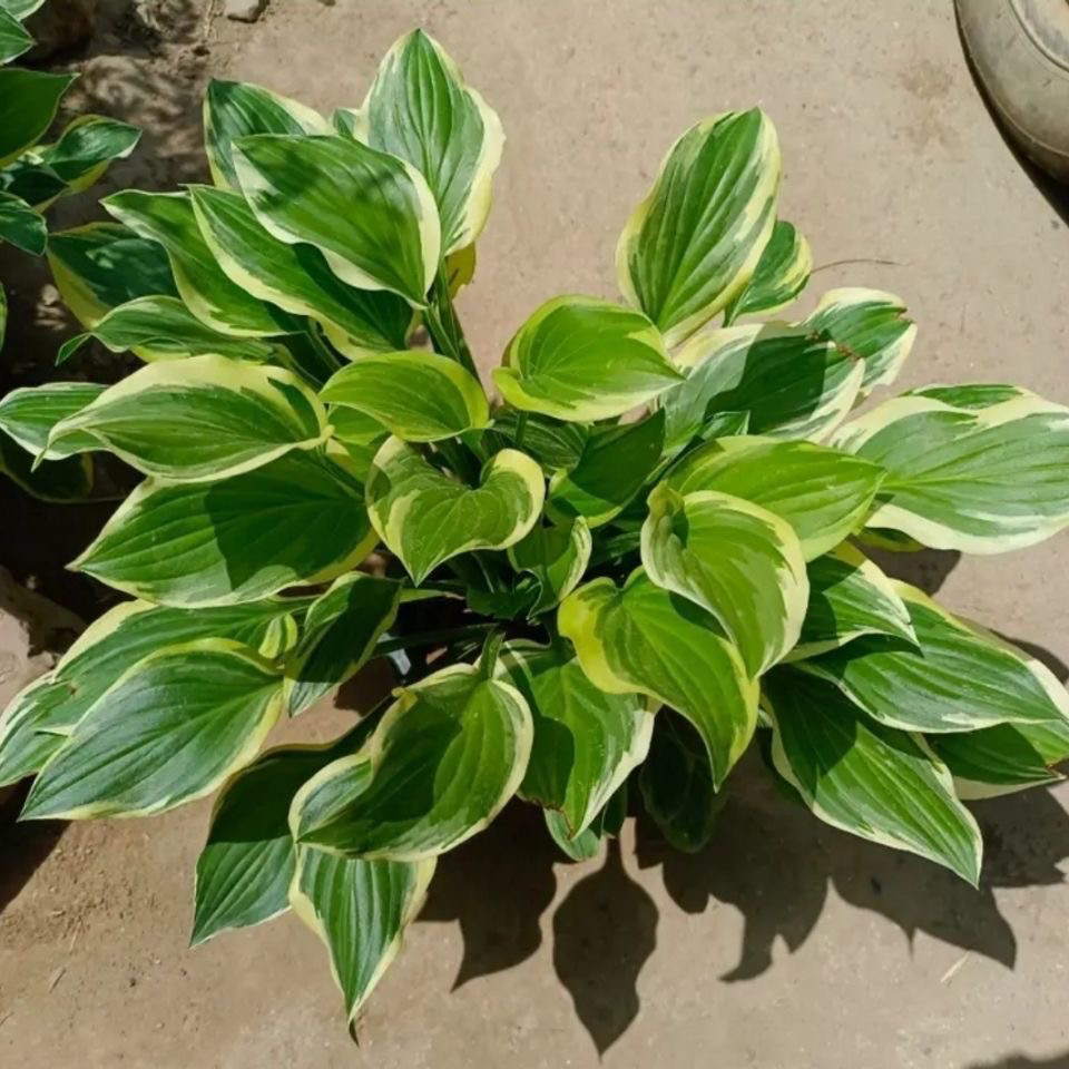 金边玉簪金头饰宿根多肉花卉植物盆栽庭院花园室内阳台耐寒喜阴