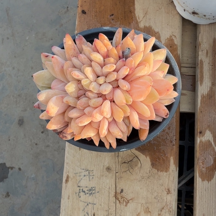 10厘米左右一物一拍的