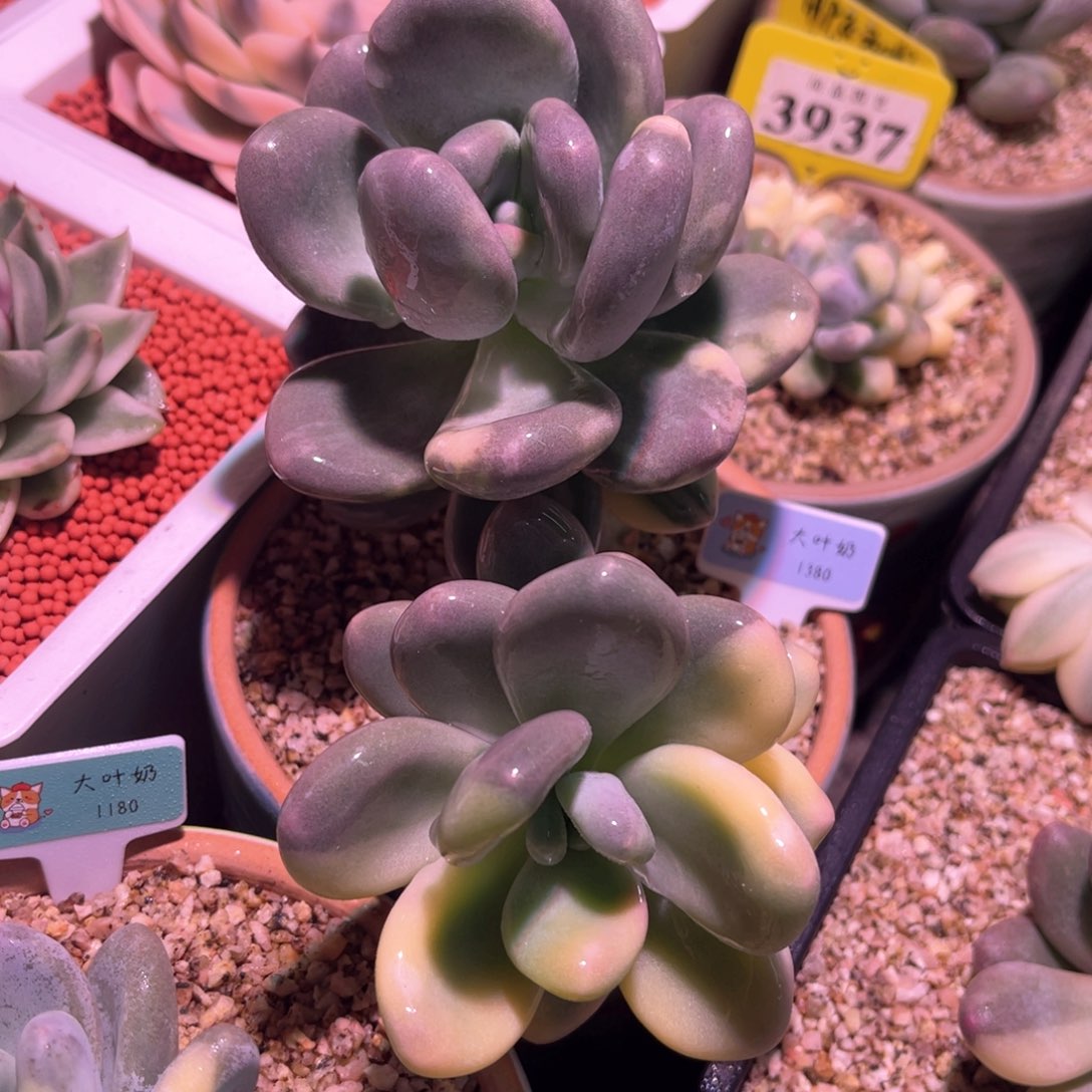 多肉特价大叶奶酪锦