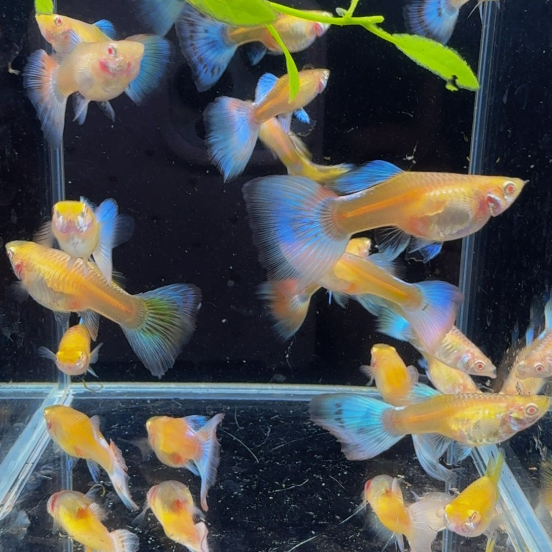 孔雀鱼天空蓝种鱼4条