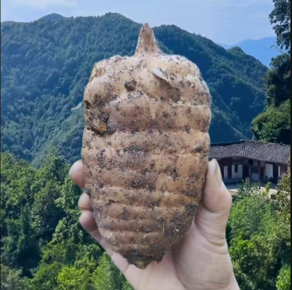 神农架高山新鲜乌天麻野外种植高山老品种煲汤泡酒佳品