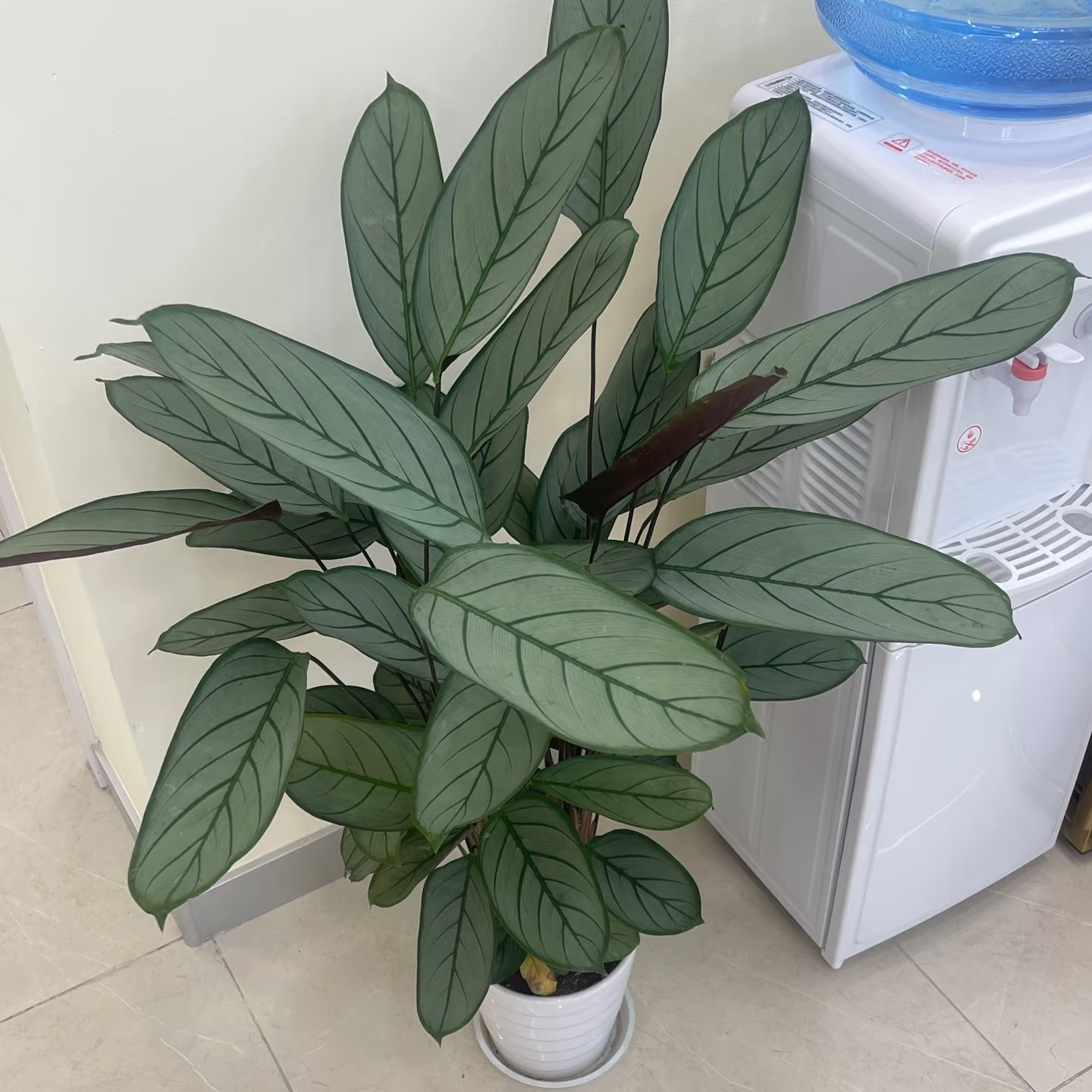 老飞羽竹芋室内盆栽净化空气吸甲醛四季常青观叶植物