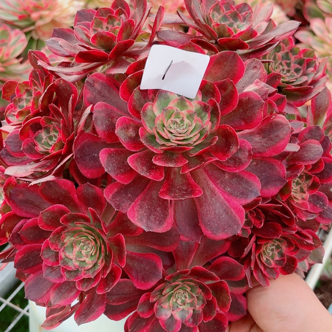 一物一拍多肉法师01