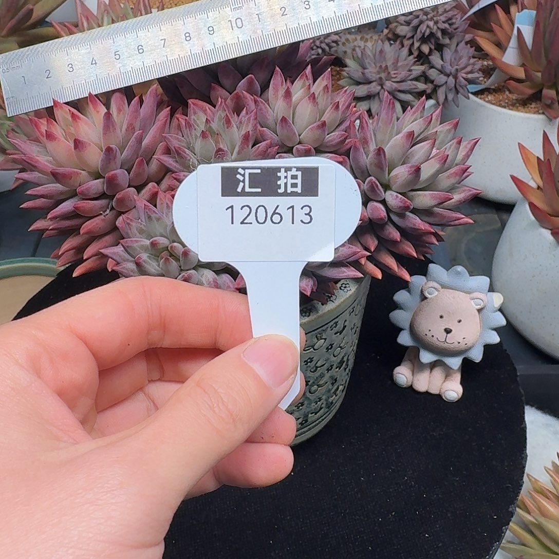精品多肉植物120613