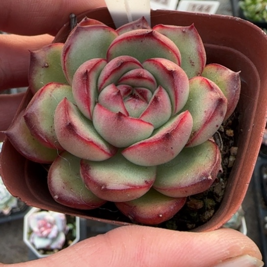 107万宝龙多肉植物多