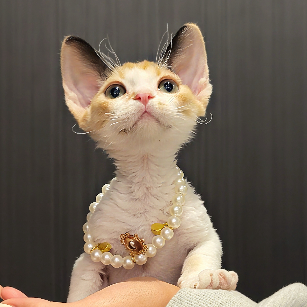 甜美系三花色妹妹德文卷毛宠物猫