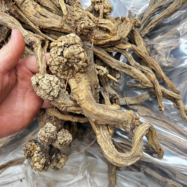 大自然党参香甘甜