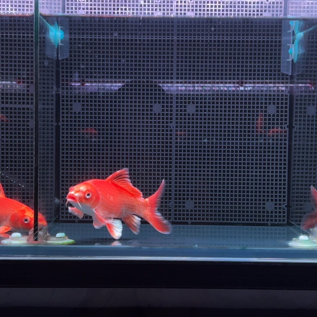 海水鱼各**好精品蝴蝶鲤