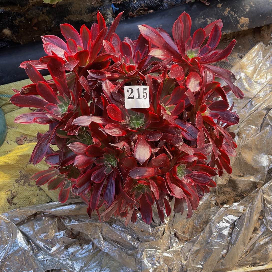 赤霞飞法师多肉1-33