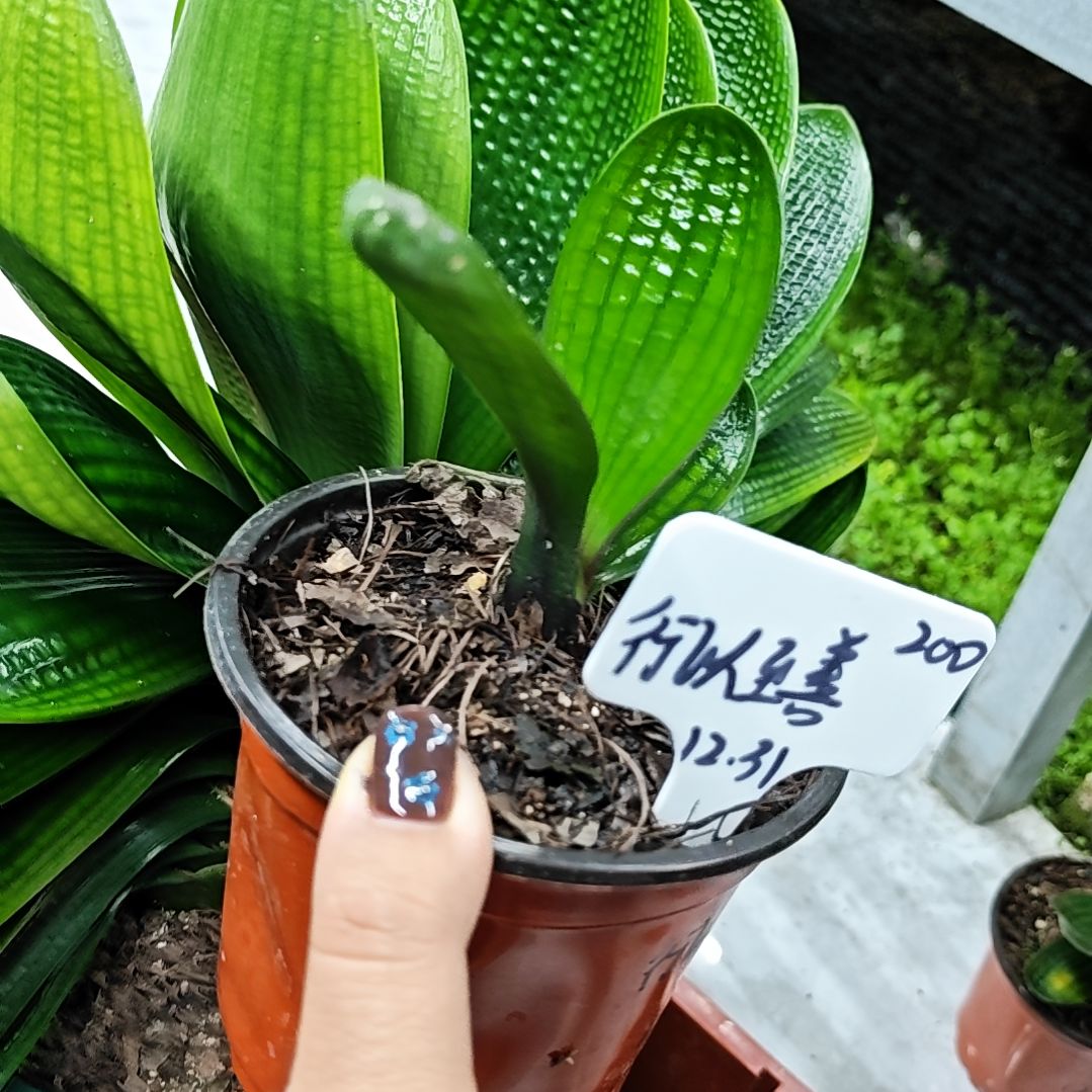 完全开放君子兰精品一年