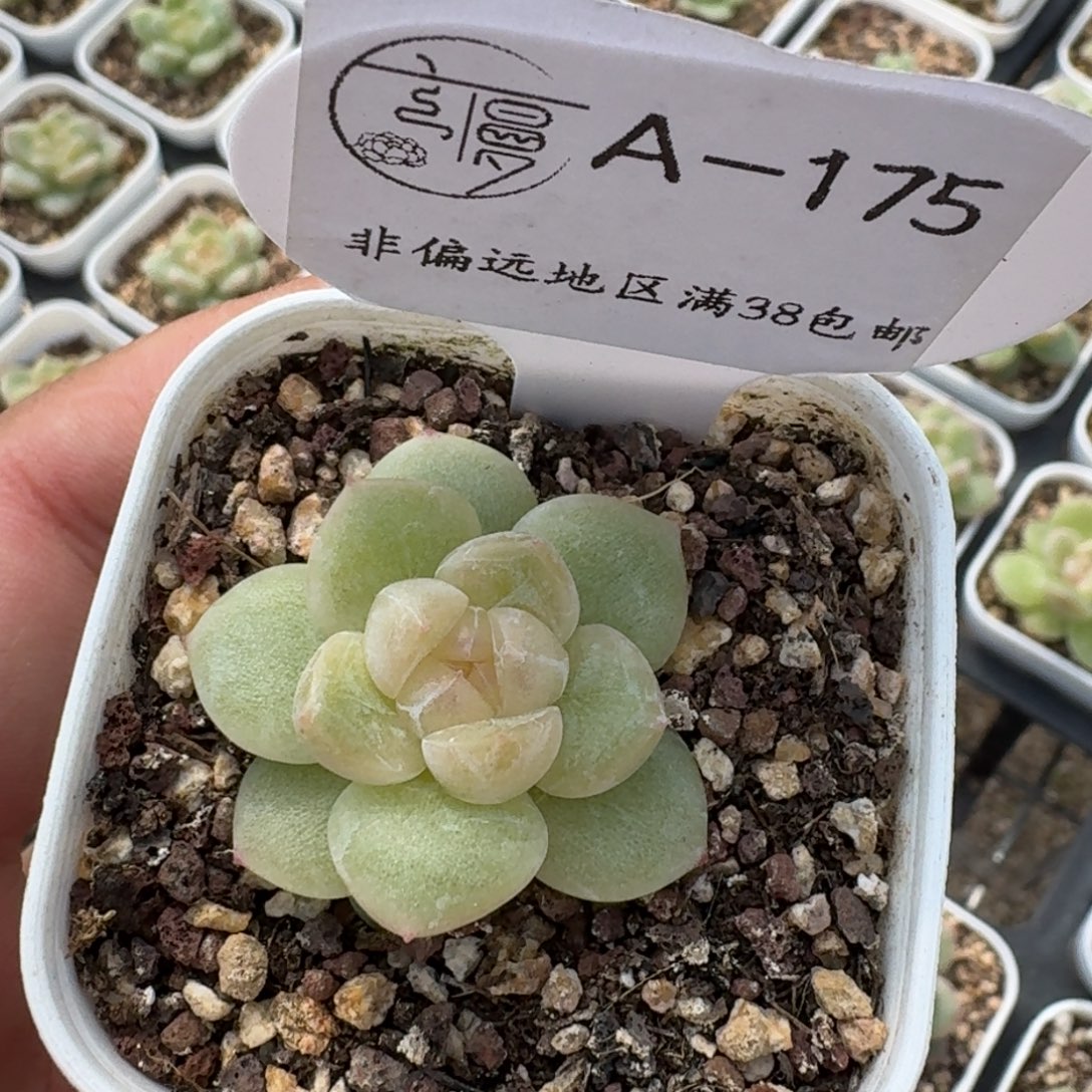 ****马175云慢花房杂交优选一物一拍