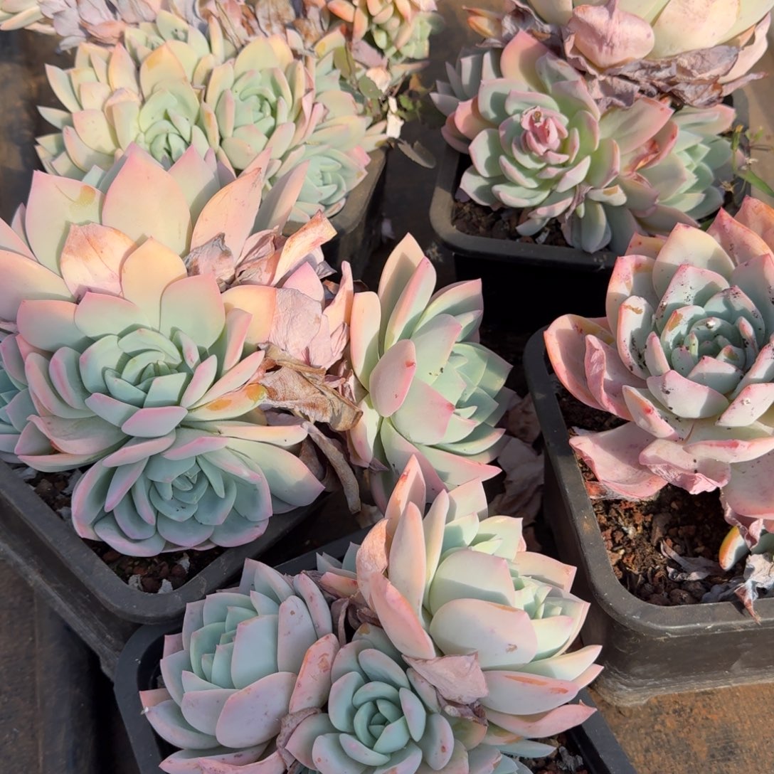 凤橙群生多肉植物