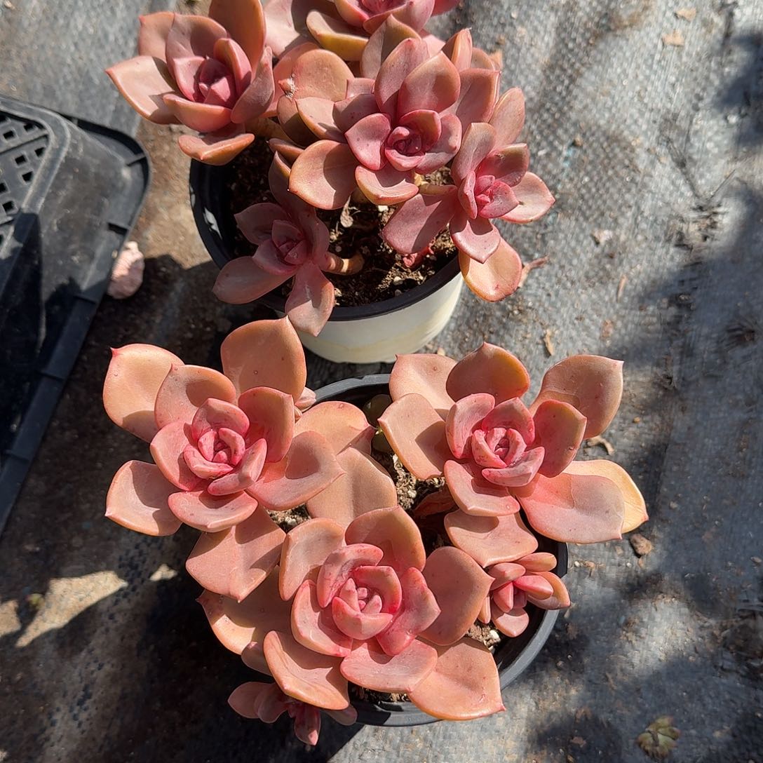 琉璃盏多肉植物精品