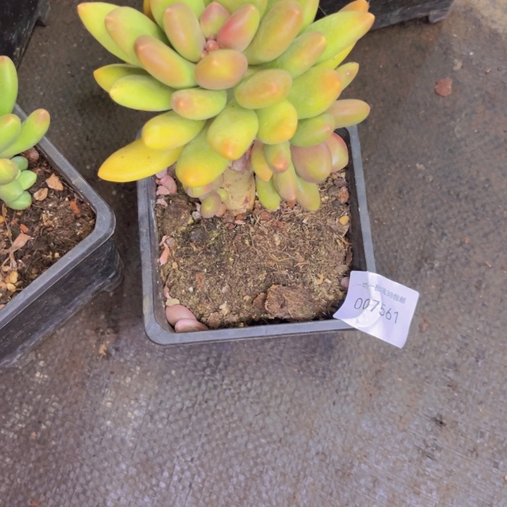 花***平多肉一物一拍7561