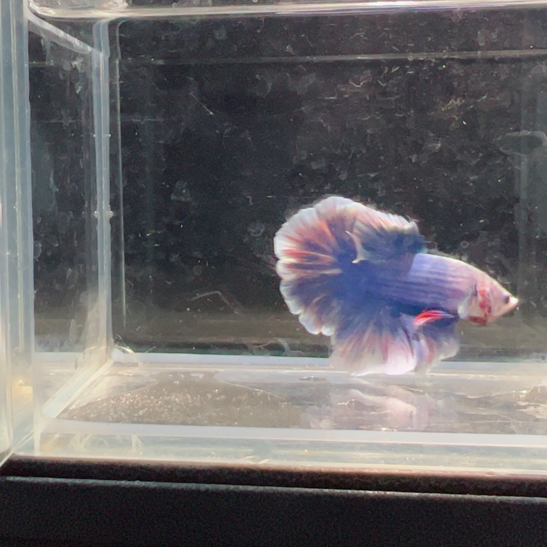 斗鱼浅色仙仙裙特殊尾