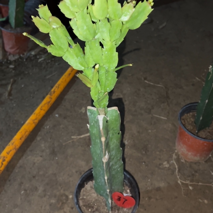 星****当前无花栽培后可以开花雅丝37