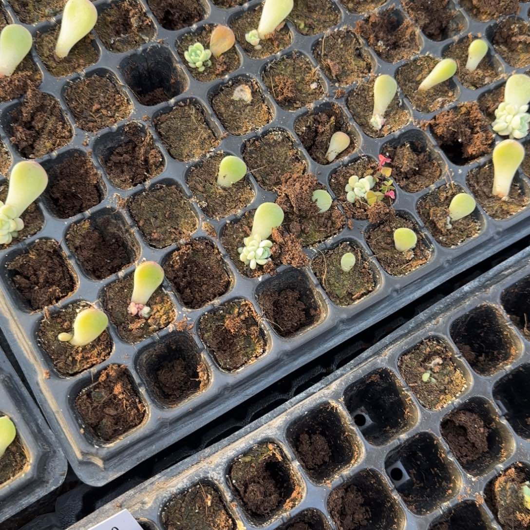 童话穴3个满25包邮