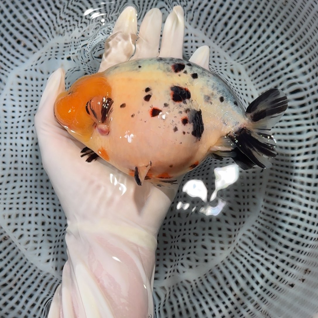 金鱼精品兰寿高货