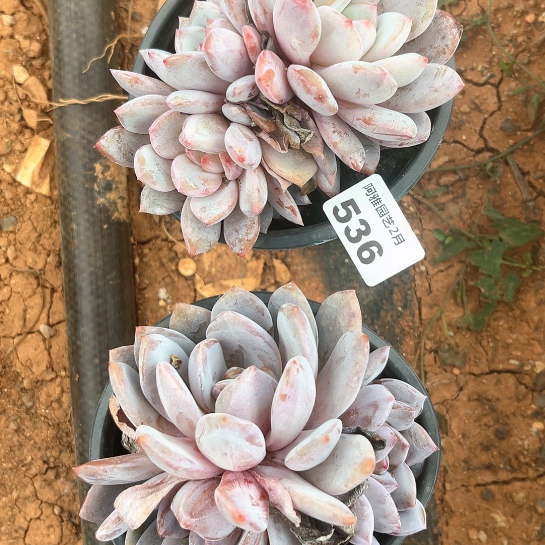 阿雅园艺。       536