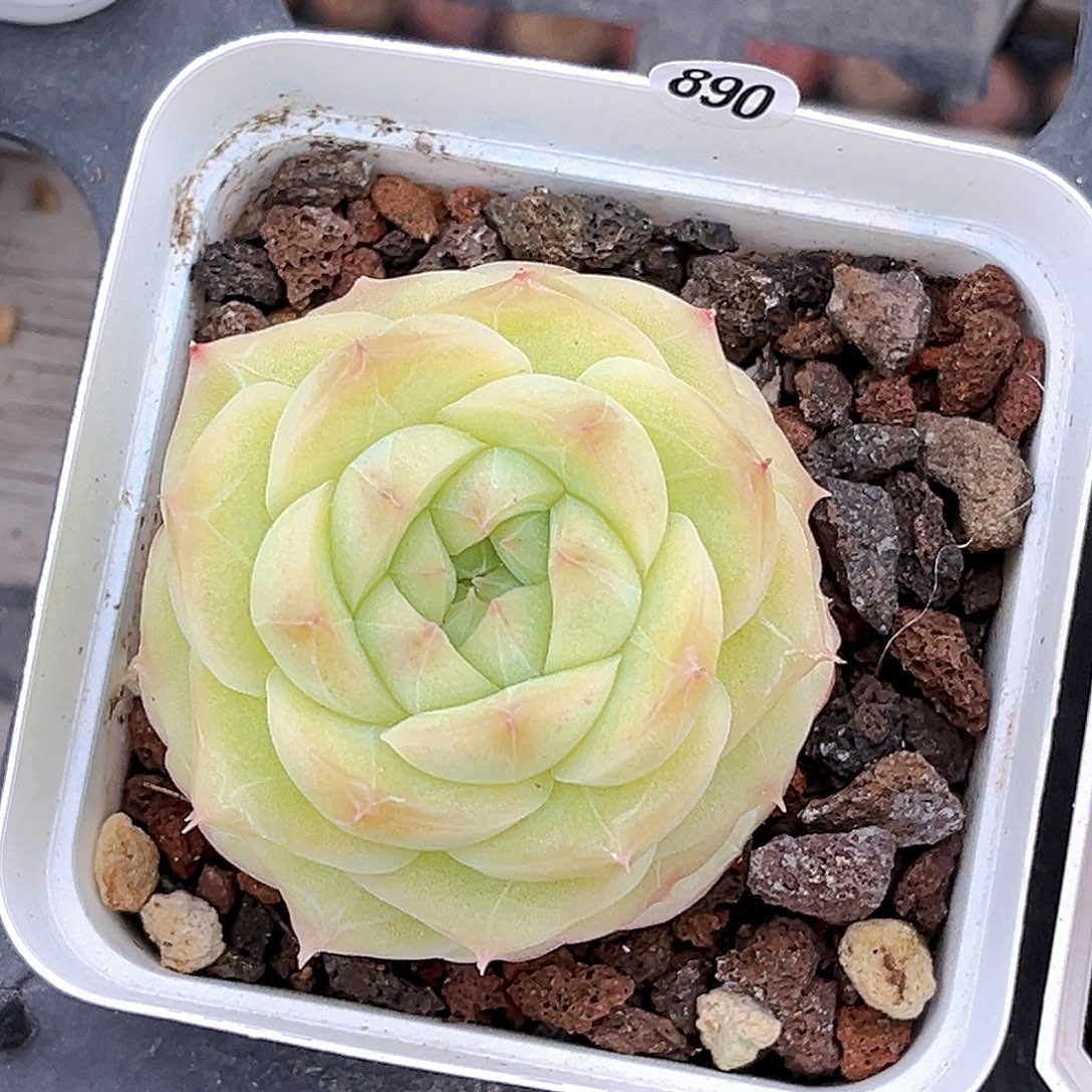 890 青提珍妮   满18包邮