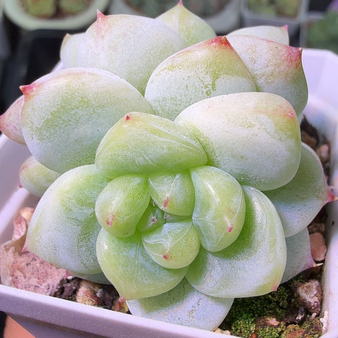 白泽开播福利二十包邮