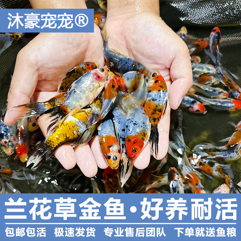 沐豪宠宠【兰花草金鱼】观赏活鱼观赏鱼冷淡水鱼小型耐活好养小金鱼
