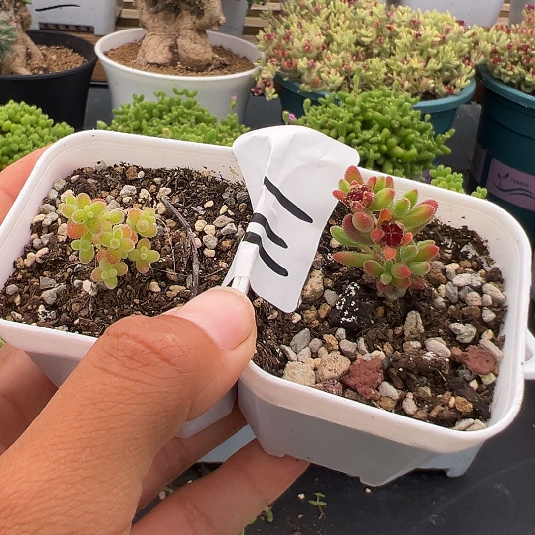 ᶘ****ᶅ117好红宝石➕密橘糖球5.25多肉