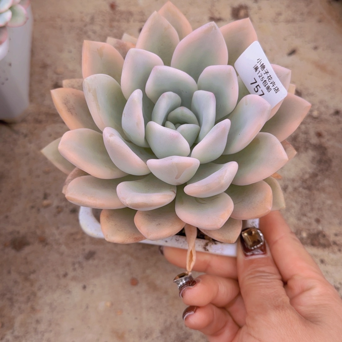 757奥普锦多肉植物