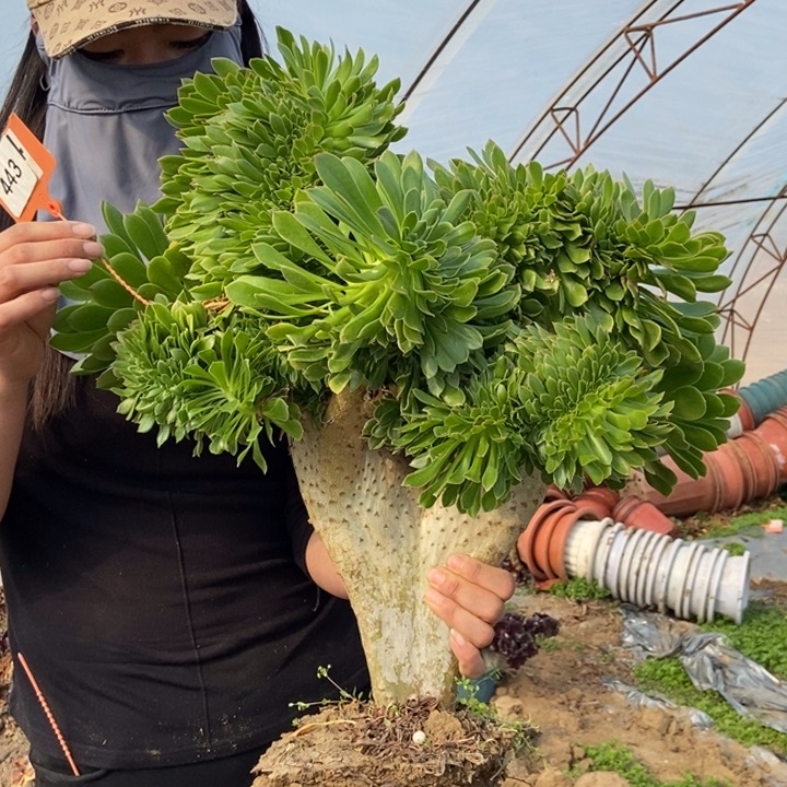 只****赵443绿法师缀化老桩老桩