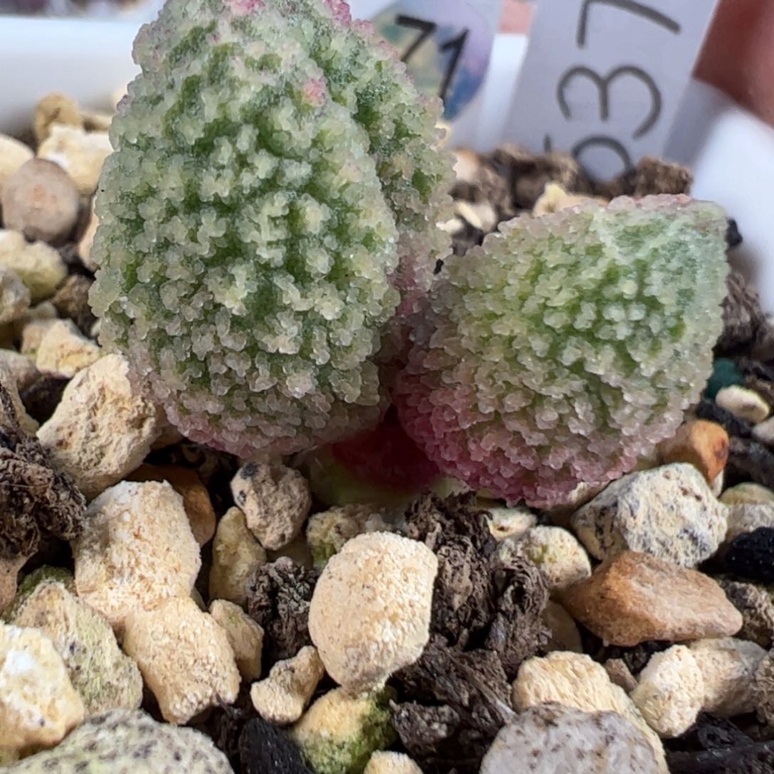 实生新品多肉植物水泡