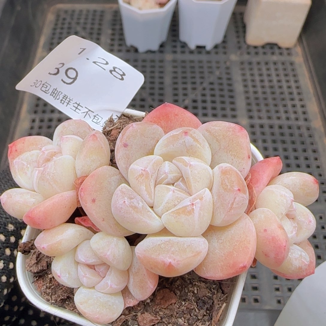 四头老桩冰玉一颗脱土