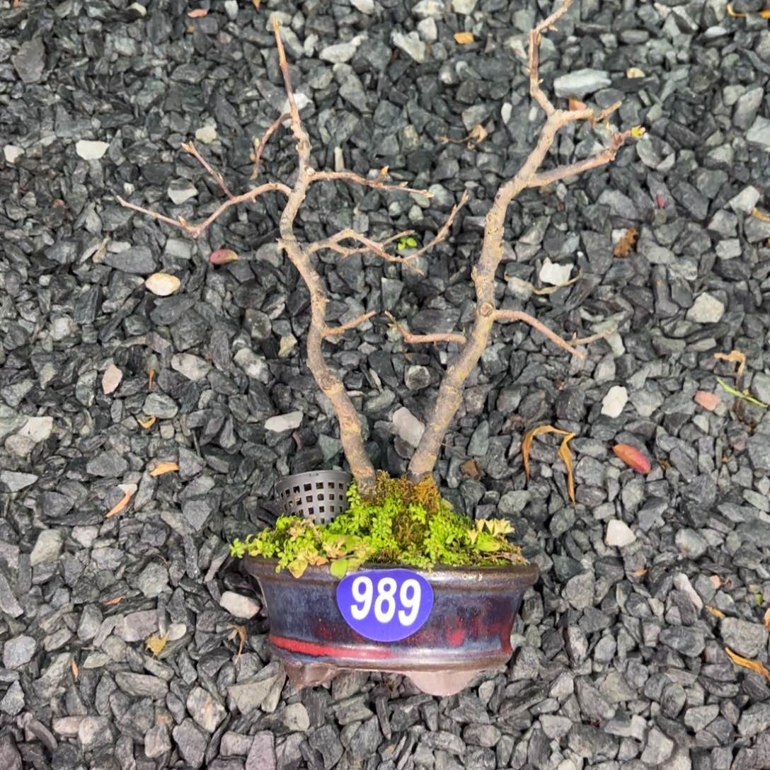 ****铅全场盆景989号包邮