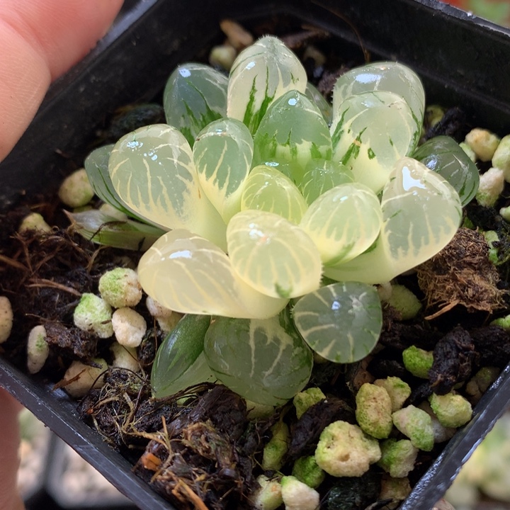 冰灯玉露锦带盆土发货