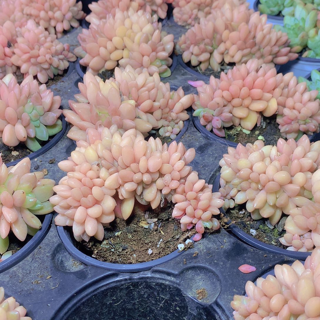 黄体水晶球缀化ertyyy号7年99