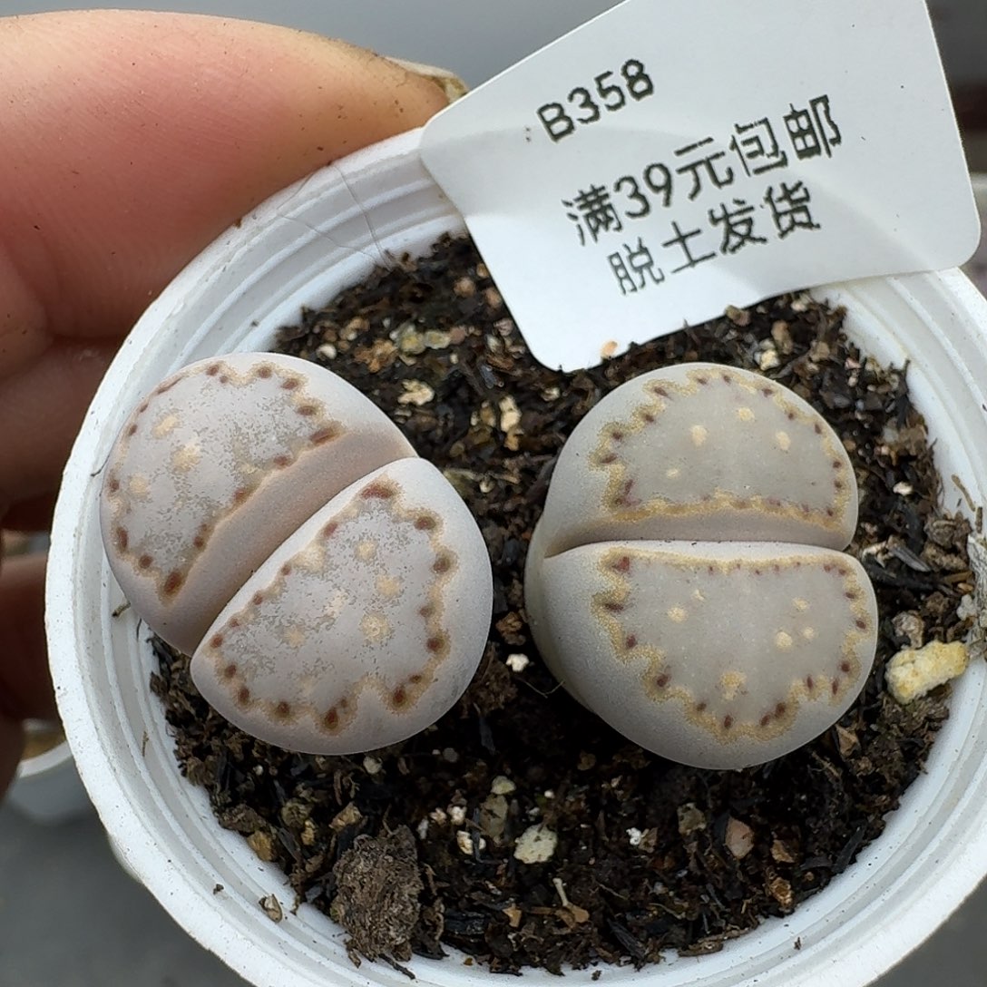 358多肉哈哈哈哈哈哈哈